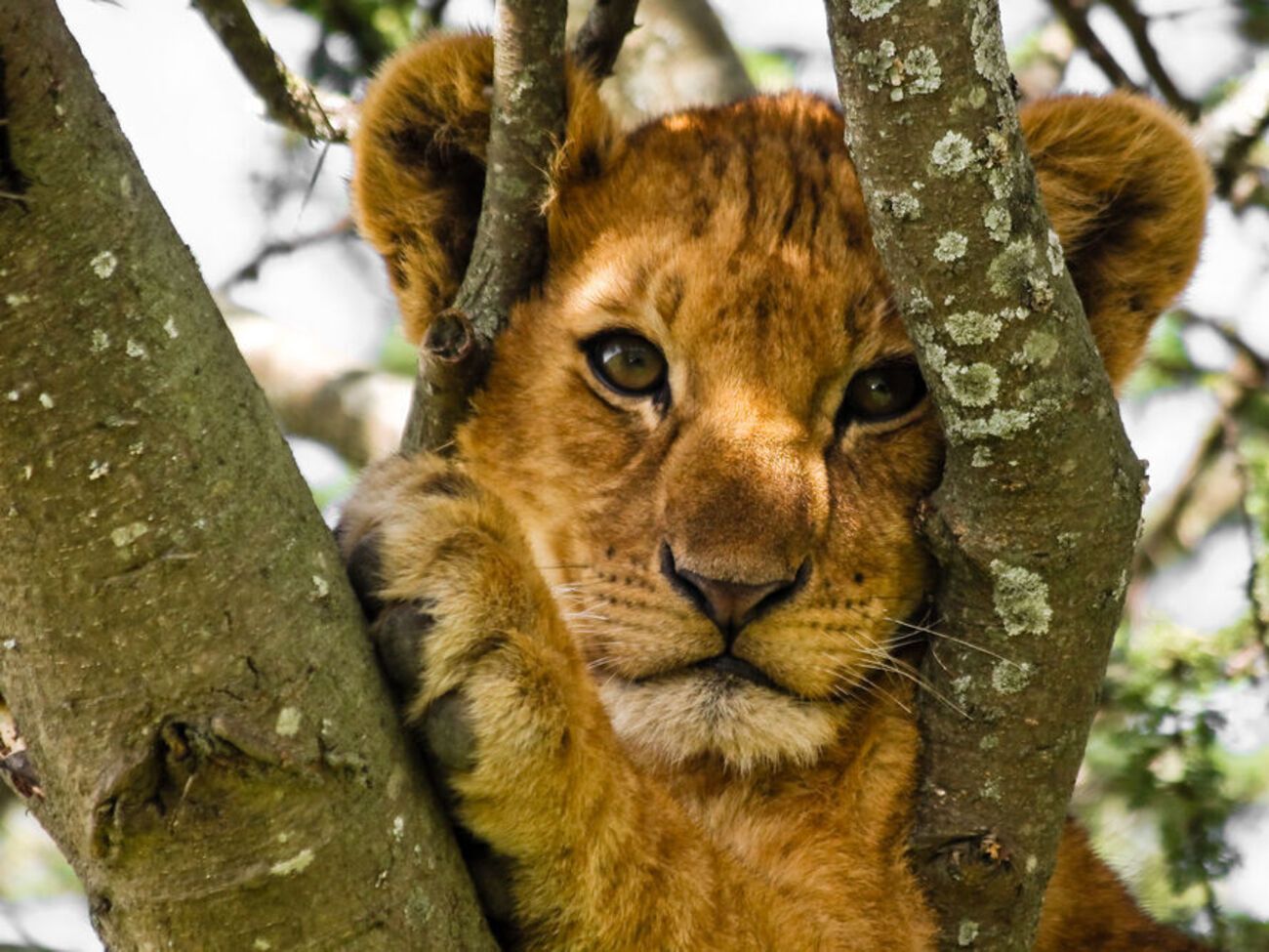 Из экопарка эвакуировали&nbsp;двух львят, ягуара и пантеру