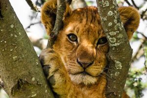 Из экопарка эвакуировали двух львят, ягуара и пантеру