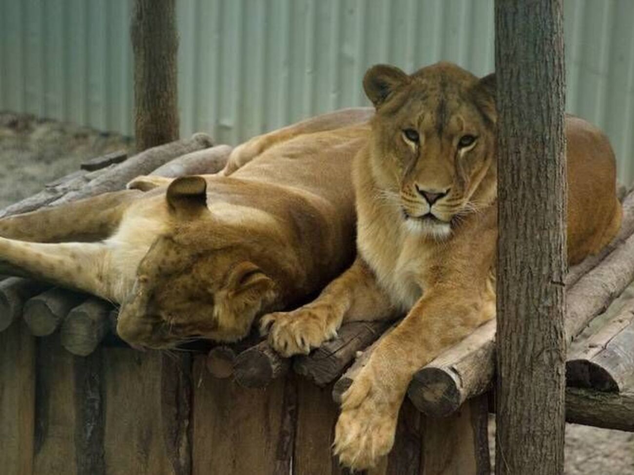 Из экопарка вывезли льва и львиц