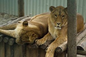 Из экопарка вывезли льва и львиц