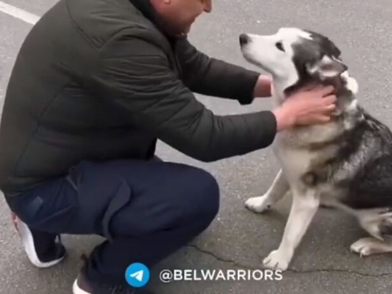 Хаскі Нессі успішно возз'єдналася зі своїм господарем