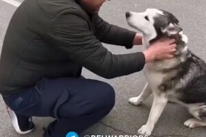 Хаскі Нессі успішно возз'єдналася зі своїм господарем