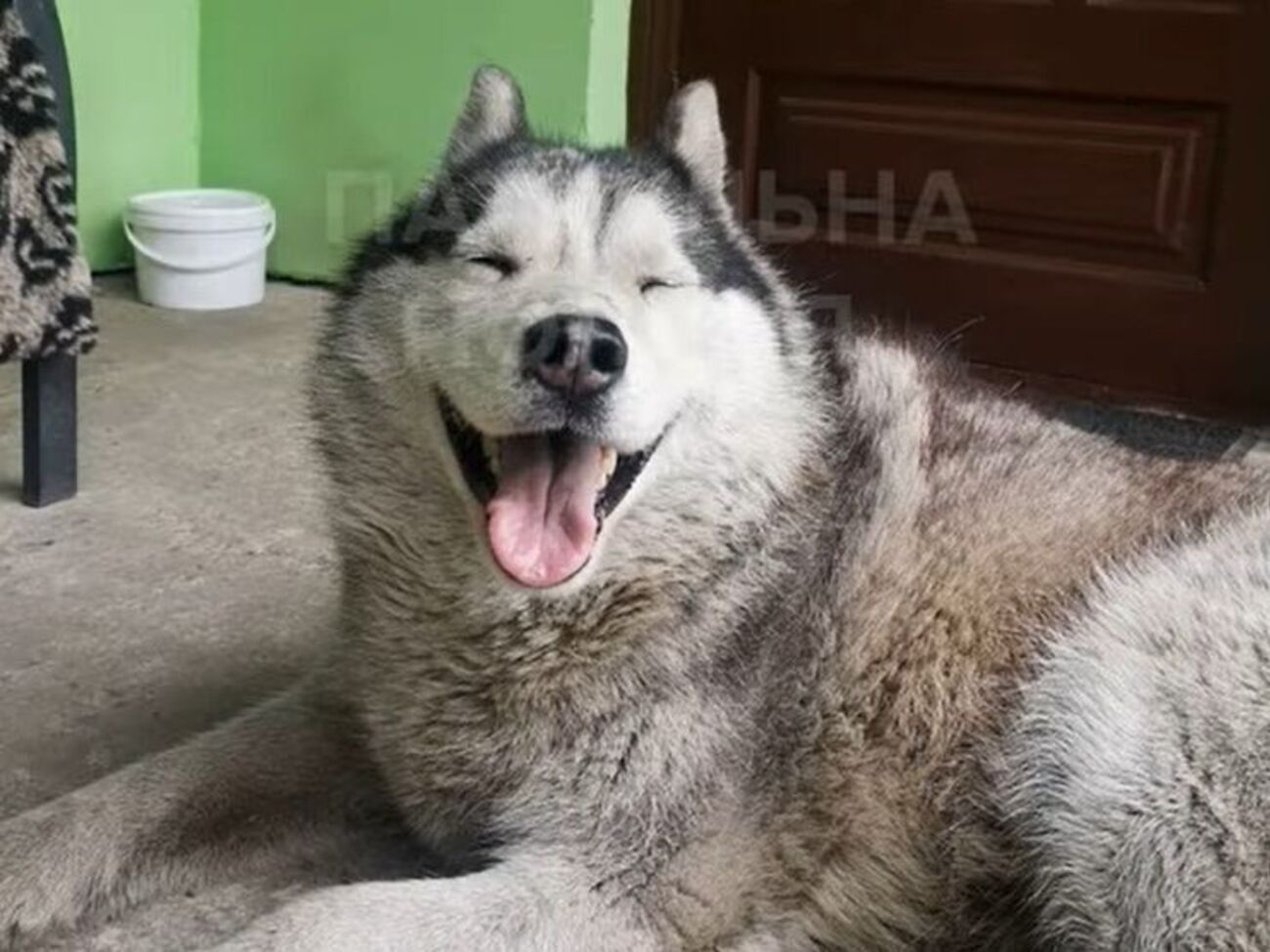 Хаскі залишилася жити у поліцейського, який її знайшов