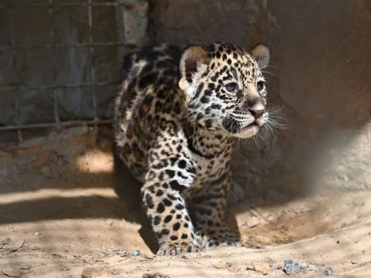 В результате обстрелов в экопарке погибли детеныши тигров, пантер и ягуаров