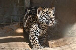 В результате обстрелов в экопарке погибли детеныши тигров, пантер и ягуаров