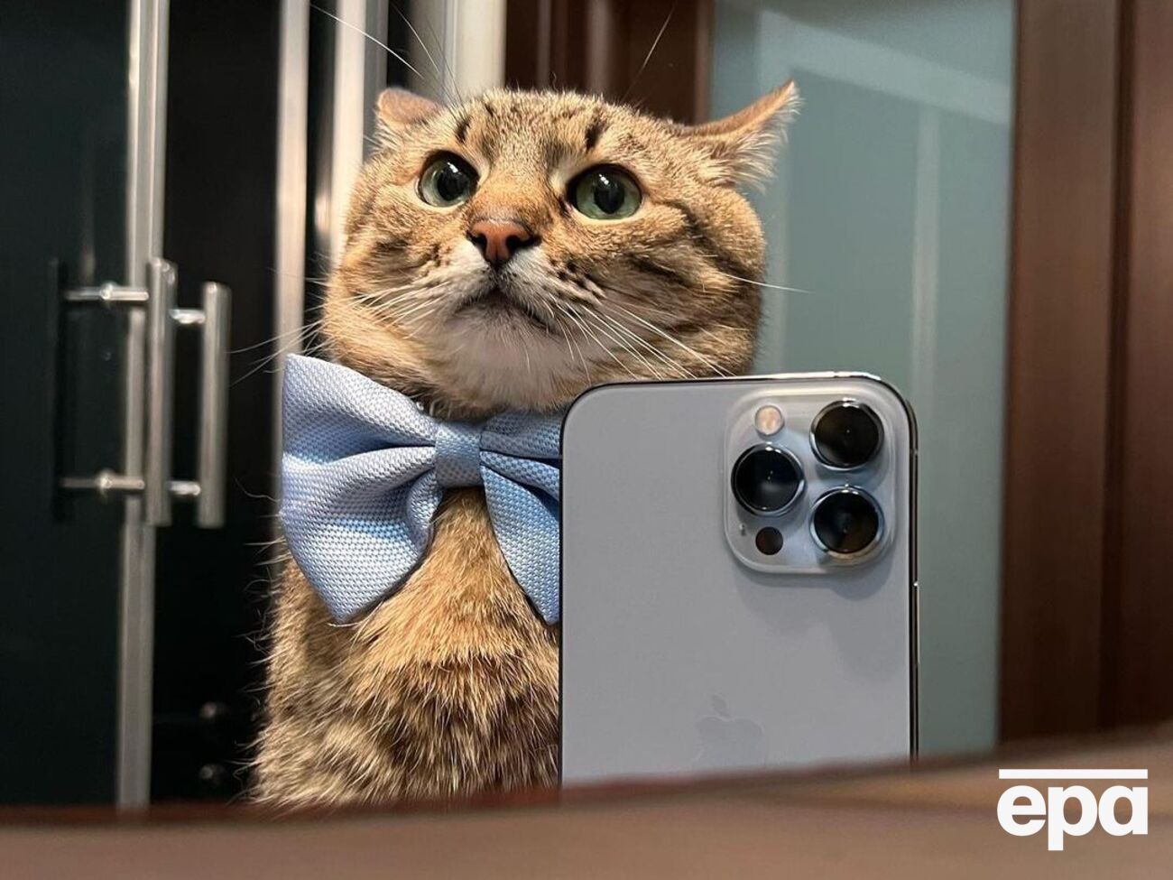 Кот Степан после нападения РФ на Украину стал беженцем