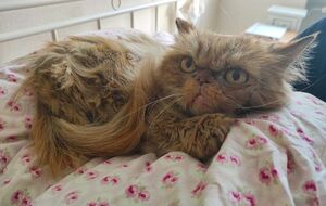 Кошка Глория, которая после спасения была названа Шафой, провела на седьмом этаже разрушенного дома около двух месяцев без еды и воды