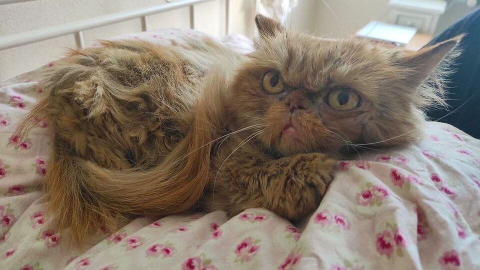 Кошка Глория, которая после спасения была названа Шафой, провела на седьмом этаже разрушенного дома около двух месяцев без еды и воды