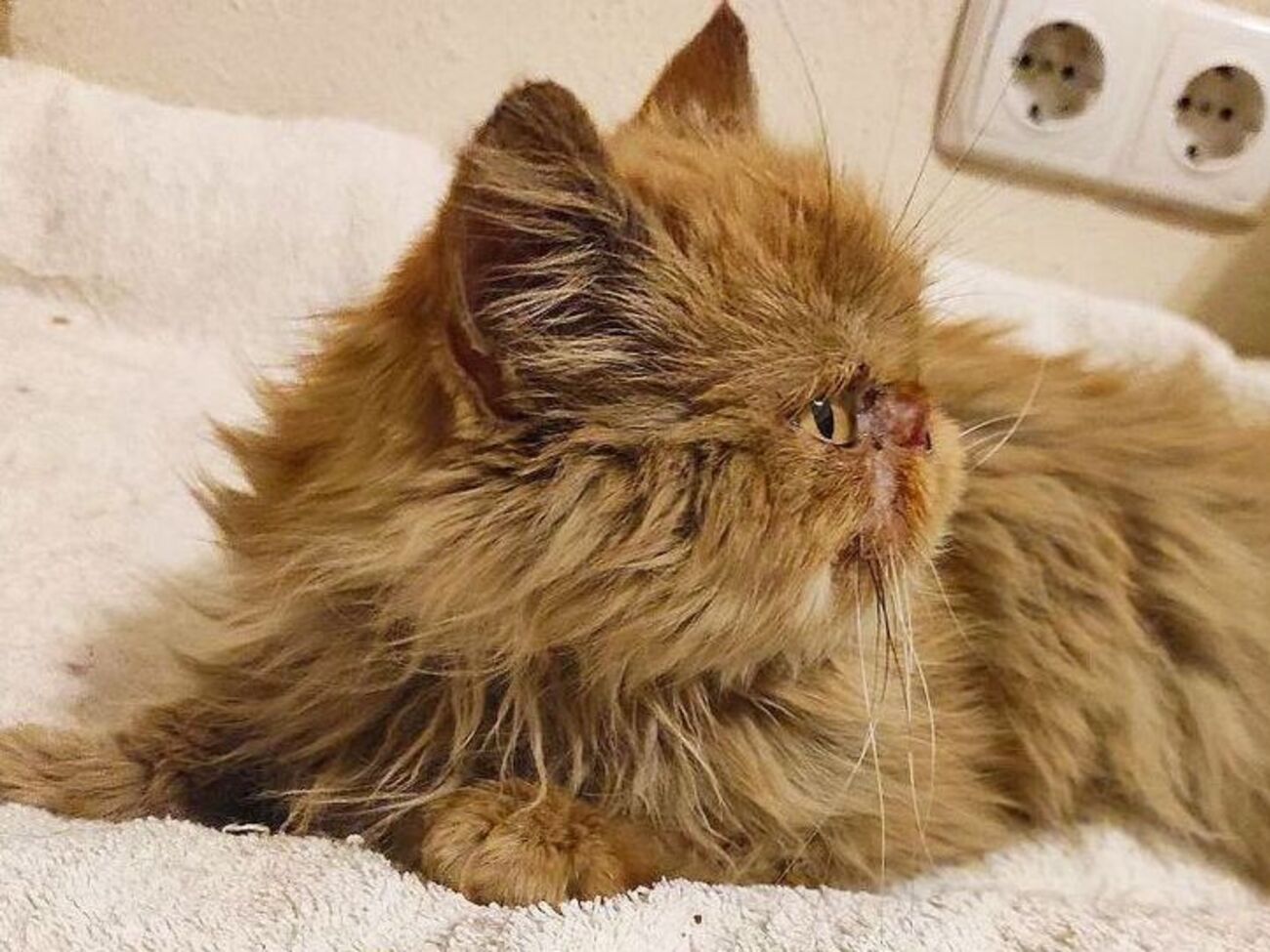 Кошка Глория, которая после спасения была названа Шафой, провела на седьмом этаже разрушенного дома около двух месяцев без еды и воды