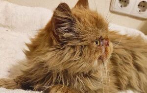 Кошка Глория, которая после спасения была названа Шафой, провела на седьмом этаже разрушенного дома около двух месяцев без еды и воды