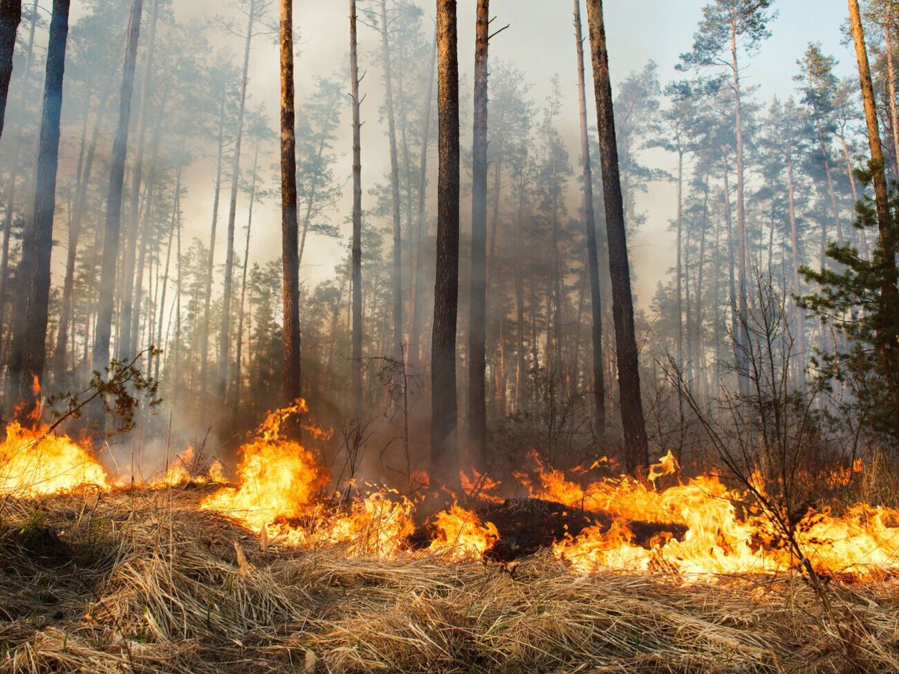 За допомогою застосунку можна повідомити про факти екологічних злочинів і викликати екстрені служби