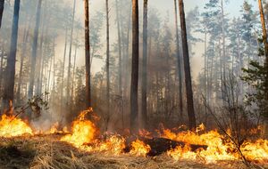 С помощью приложения можно сообщить о фактах экологических преступлений и вызвать экстренные службы