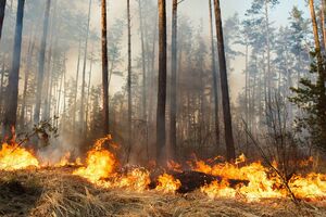 За допомогою застосунку можна повідомити про факти екологічних злочинів і викликати екстрені служби