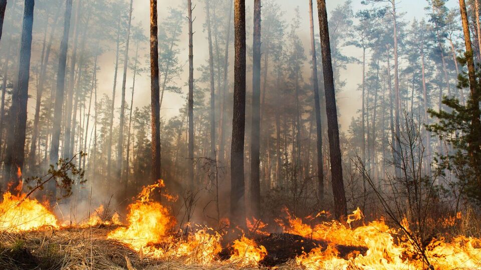 За допомогою застосунку можна повідомити про факти екологічних злочинів і викликати екстрені служби