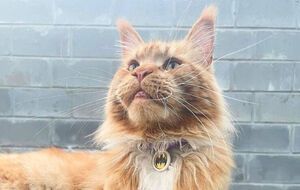 Кота передали хозяйке, которая сейчас проживает в Чехии