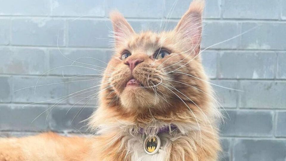 Кота передали хозяйке, которая сейчас проживает в Чехии