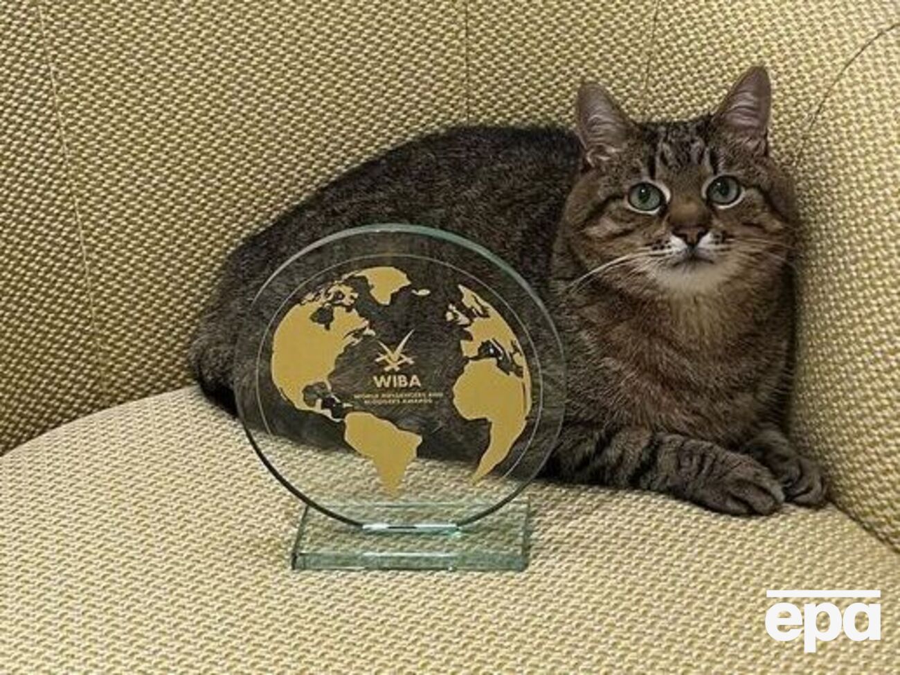 Кот Степан: Я очень-очень счастлив