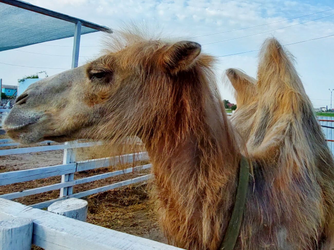 Всего в зоопарке погибли 19 животных