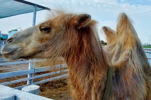 Всего в зоопарке погибли 19 животных