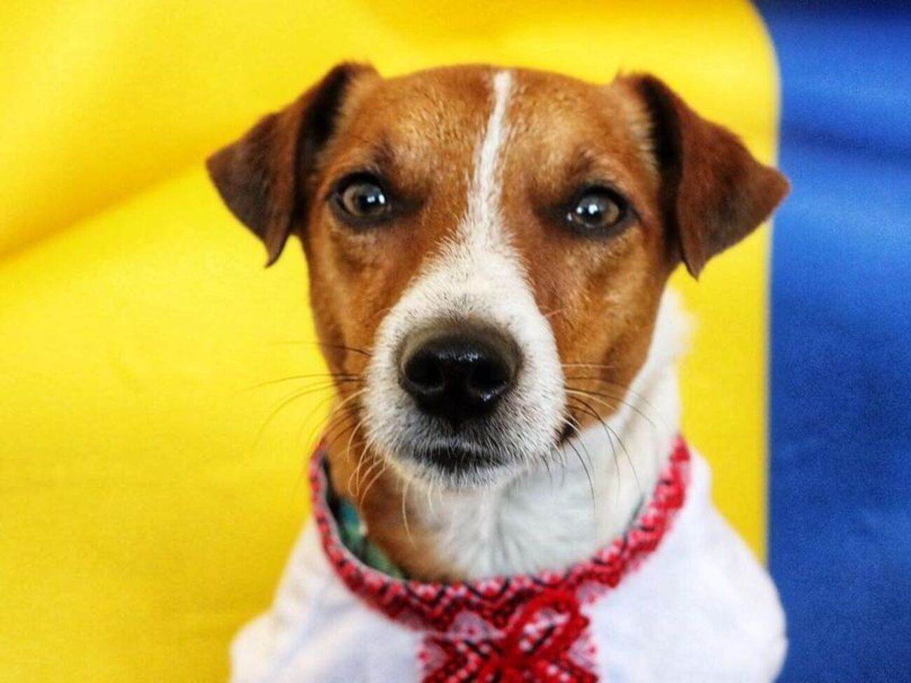 Пес Патрон&nbsp;&ndash; коту Степану:&nbsp;Поздравляю тебя с победой!