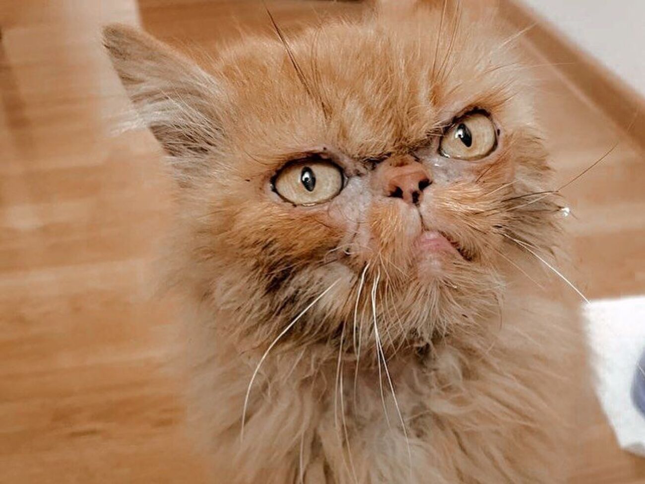 Шафа провела около двух месяцев на седьмом этаже без воды и еды