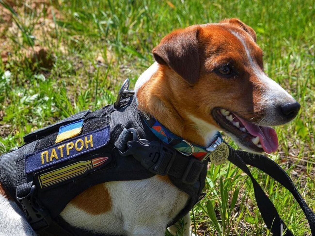 Пес Патрон: Мін багато вже знайшов