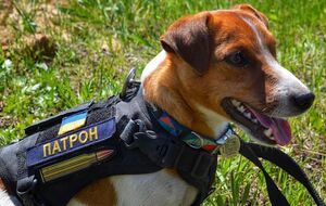 Пес Патрон: Мін багато вже знайшов