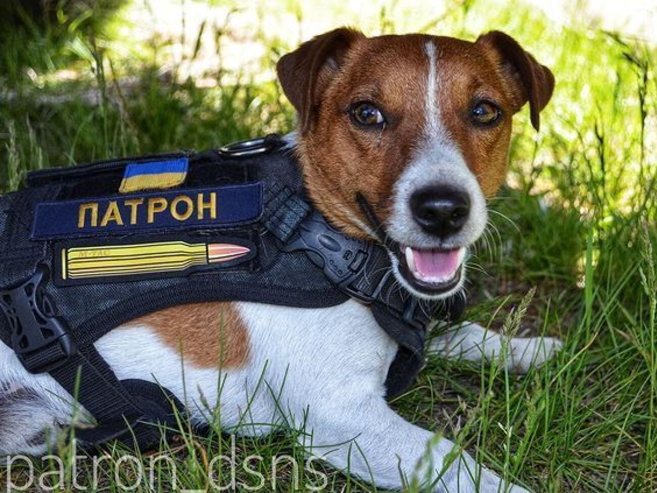 Пес Патрон: Я тоже буду аплодировать, когда получу важнейшую награду в мире: новость о победе Украины