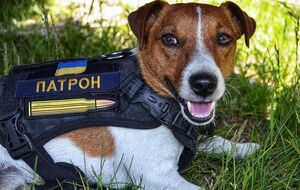 Пес Патрон: Я тоже буду аплодировать, когда получу важнейшую награду в мире: новость о победе Украины