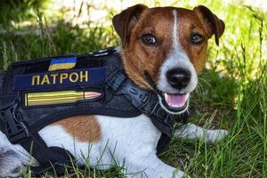 Пес Патрон: Я тоже буду аплодировать, когда получу важнейшую награду в мире: новость о победе Украины