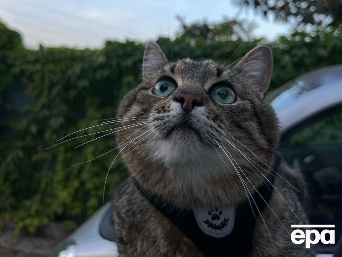 Кіт Степан: Мій дім&nbsp;&ndash; Україна!