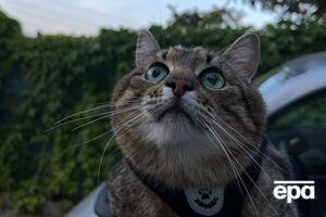 Кіт Степан: Мій дім – Україна!