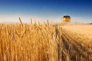 Россияне пытались реализовать похищенное зерно в Египте и Ливане, но они отказались покупать