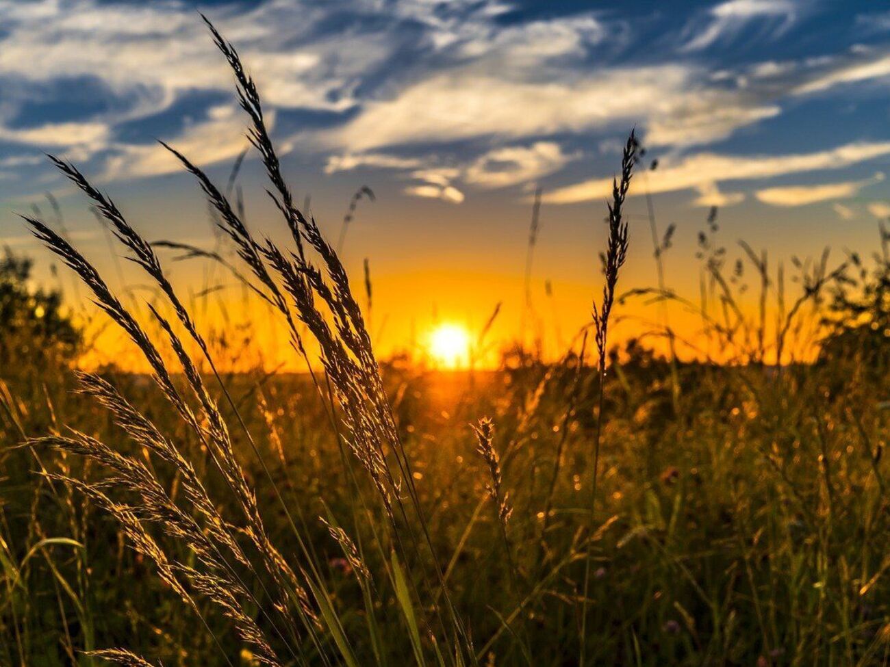 Оккупанты планируют выдавать "лицензии" на обработку земли