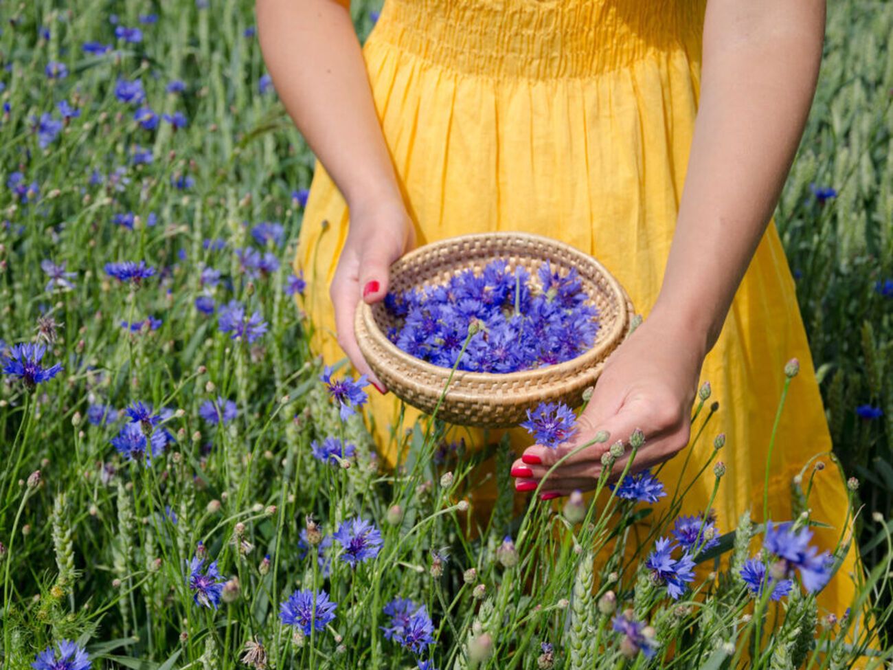 Перед Троицей принято было собирать травы и полевые цветы