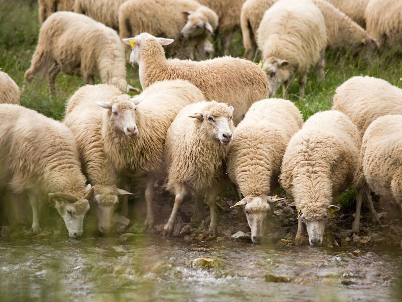 На корабле было 15 800 овец