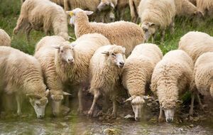 На корабле было 15 800 овец