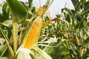 Судно с кукурузой прибыло в испанский порт Ла-Корунья и должно быть разгружено ко вторнику
