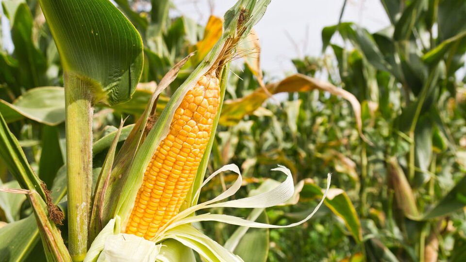 Судно з кукурудзою прибуло до іспанського порту Ла-Корунья, його мають розвантажити до вівторка