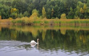 В горсовете приняли решение периодически проводить рейды на озеро