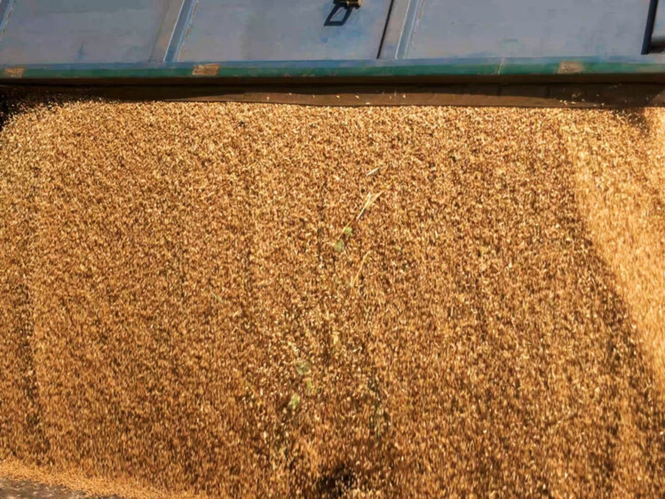 Украинское зерно оккупанты, в основном, вывозят в Крым для дальнейшей перепродажи