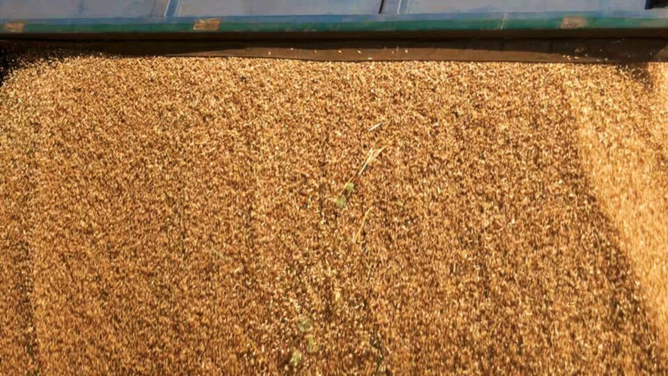 Українське зерно окупанти здебільшого вивозять у Крим для подальшого перепродажу