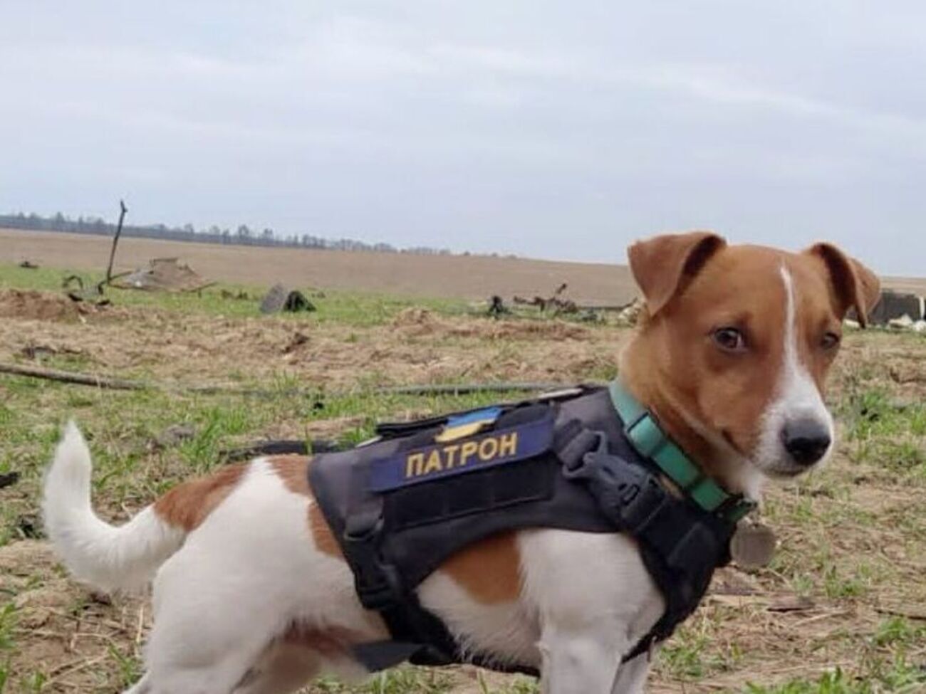 9 мая Зеленский&nbsp;наградил Патрона медалью "За самоотверженную службу"