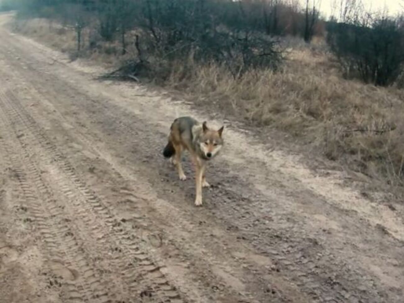 Вовк вийшов до українських військових без страху й агресії