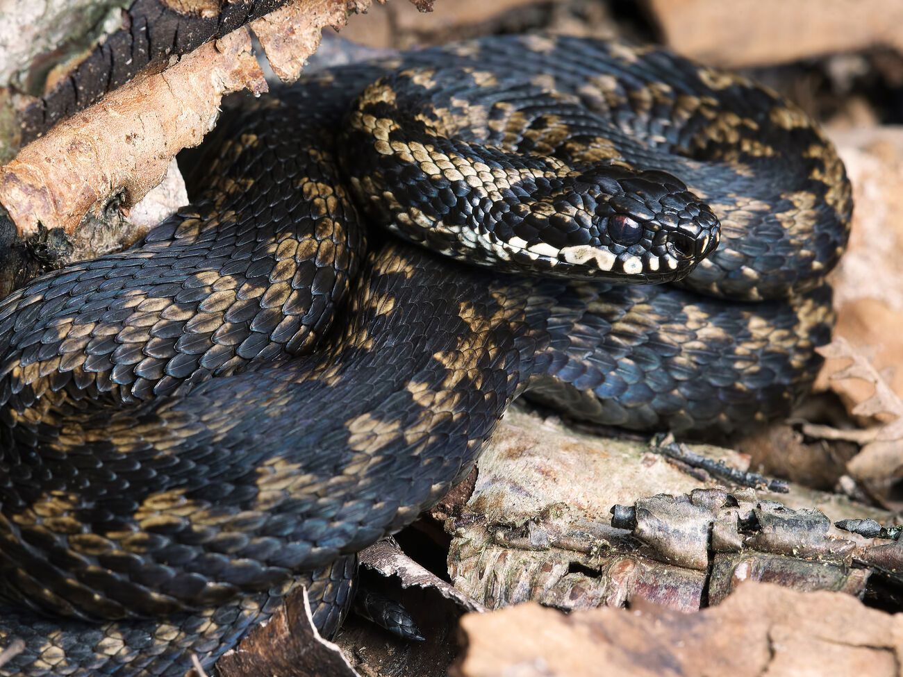 В Украине ежегодно страдают от укусов змей сотни человек