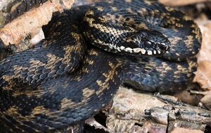 В Украине ежегодно страдают от укусов змей сотни человек