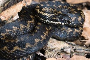 В Украине ежегодно страдают от укусов змей сотни человек