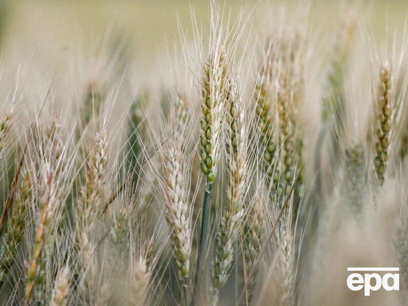 Вывоз украинского зерна из заблокированных Россией портов может возобновиться