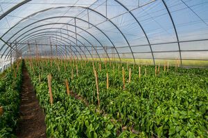 Кошти від гранта можна витратити на будівництво теплиці, закупівлю технічного обладнання