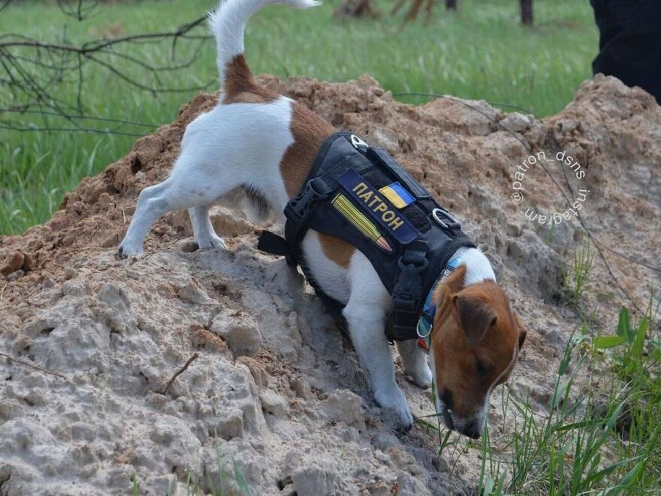 Пес Патрон у травні здобув найпрестижнішу кінонагороду для тварин&nbsp;&ndash; Palm Dog Humanitarian